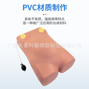 Modèle avancé d'examen de grossesse assisté par ordinateur, méthode de palpation obstétricale en quatre étapes, auscultation du rythme cardiaque fœtal - Product Image 1