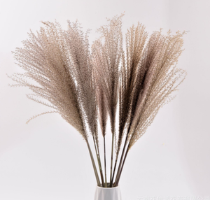 Flor <span class=keywords><strong>de</strong></span> <span class=keywords><strong>Cola</strong></span> <span class=keywords><strong>de</strong></span> <span class=keywords><strong>Caballo</strong></span> Natural en Oferta, Compre Hierba <span class=keywords><strong>de</strong></span> Pampas Seca Natural Grande para Decoración <span class=keywords><strong>de</strong></span> Mesa - Product Image 3