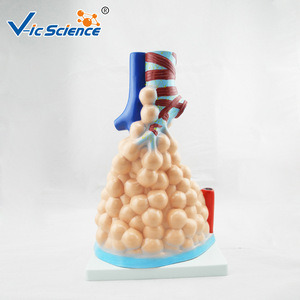 Modèle de structure alvéolaire magnifiée ; aide pédagogique pour l'enseignement de l'anatomie du système respiratoire chez l'étudiant en médecine ; organe humain - Product Image 4