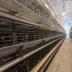 Équipement de ferme avicole de ponte de poulet automatique de type H nouvel état Cages pour animaux de poulet oeuf bon pour les <span class=keywords><strong>oiseaux</strong></span> de <span class=keywords><strong>cage</strong></span> de poussin d'un jour - Product Image 2