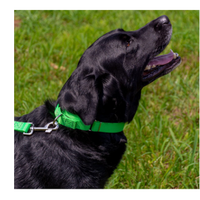 Kingtale Basic Martingale Collier pour chien pour grands, moyens et petits chiens et chiots Deluxe Heavy Duty Nylon dans des couleurs éblouissantes