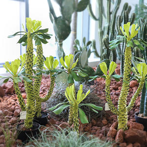 Cactus <span class=keywords><strong>Haworthia</strong></span> Artificiale in Plastica di Alta Qualità per Paesaggistica Desertica - Alta Simulazione per Uso Interno/Esterno Naturale - Product Image 5
