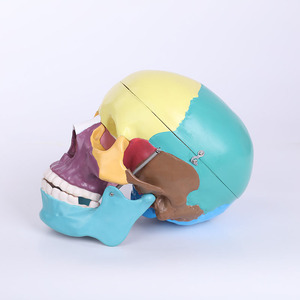 Tamaño de la naturaleza Pvc de alta calidad anatomía ósea humanos Durable modelo de <span class=keywords><strong>esqueleto</strong></span> - Product Image 1