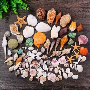 Natuurlijke schelpen, conchschelpen, zeesterren en aquariumdecoraties groothandel windgong DIY knutsels - Product Image 2