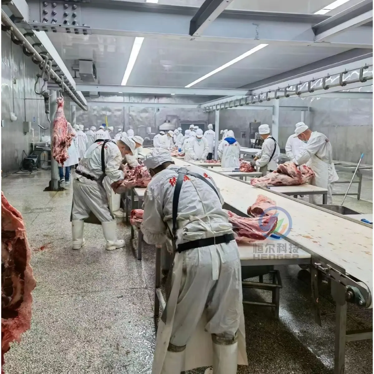 Equipamento de abate Máquinas de processamento de carne com transportador de segmentação