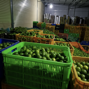 Premium <b>Citrus</b> Material <b>Fresh</b> Lime Harvested in Vietnam for Use in Food Seasoning and Creative Drink Applications - Product Image 1