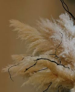 Herbe de la Pampa 2026 en gros, grande plume naturelle séchée et préservée, pour décoration bohème, mariage, fête des Mères, Noël, longue durée, 3-5 - Product Image 5