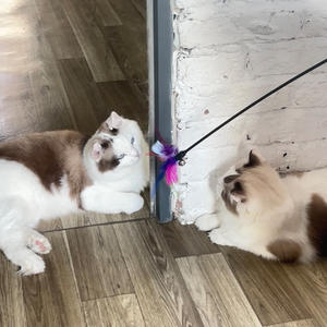 Umweltfreundliches Katzenspielzeug aus Kunststoff mit Glocke, Bunten Federn und Minzduft, IP67 Wasserdicht, Selbstzerstörendes Design für Katzen - Haustierzubehör - Product Image 3