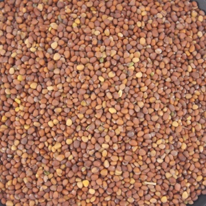 Bán Trực Tiếp Từ Nhà Máy Hạt Củ Cải/Hạt Củ Cải/Thực Phẩm Hữu Cơ Nguyên Chất Lượng Cao - Product Image 6