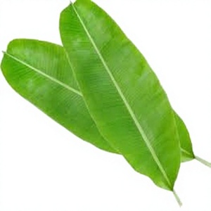 Feuilles de bananier congelées de qualité supérieure, feuilles d'emballage alimentaire naturelles pour la cuisson, la grillade, la cuisson à la vapeur, OEM, vente en gros, fabricant vietnamien - Product Image 1