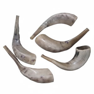 Corne de Choréphore en Mouton Naturel Poli - Décoration Religieuse Écologique de Haute Qualité pour la Maison - Product Image 1