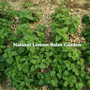 レモンバーム エアードライリーフ 天然植物ハーブ アロマティックリーフティー 茎付き オーガニック栽培 エキス用 ストレス解消 - Product Image 4