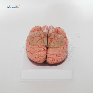Modello Anatomico di Vene Cerebrali Umane a Grandezza Naturale, 2 Parti, Modello di Testa in Plastica <span class=keywords><strong>per</strong></span> Formazione in Scuole e Ospedali, Vic Science Model - Product Image 3