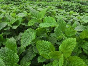 Extracto de Balsamo de Limón en Polvo, Suministro de Fábrica, Extracto de Melissa Officinalis 10:1, Suplemento Dietético - Product Image 2