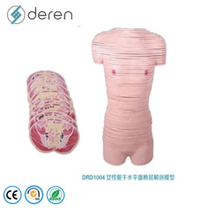 Modelo de Sección de Cabeza de Tamaño Real en PVC y Silicona Suave para Ciencias Médicas y Ambientales, Modelo Educativo de <span class=keywords><strong>Anatomía</strong></span> <span class=keywords><strong>Seccional</strong></span> del Cerebro Humano - Product Image 5