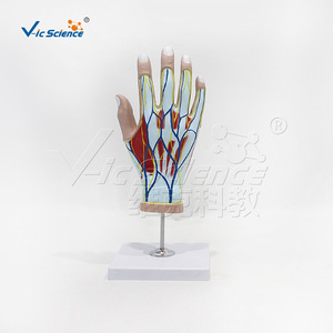 Modelo de Anatomía de Mano VIC-H015A, Modelo de Enseñanza Médica, Modelo de Enseñanza de Anatomía Humana - Product Image 1