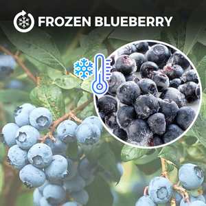 Arándano salvaje congelado Fruta congelada orgánica Al por mayor Fresh Black Red Freezing Blueberry Berries <span class=keywords><strong>Comprar</strong></span> en venta - Product Image 5