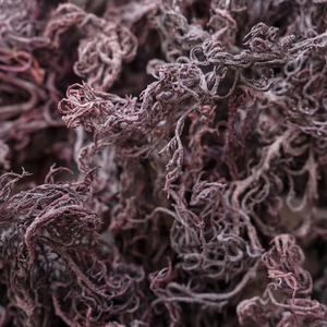 Musgo Marino Morado con el Mejor Precio de Vietnam - Product Image 1