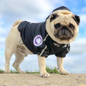 Fabricante al por mayor <span class=keywords><strong>Cool</strong></span> <span class=keywords><strong>Funny</strong></span> Dog Jacket Chaqueta de poliéster de alta calidad para mascotas para perros grandes Nuevo estilo para verano y primavera - Product Image 3