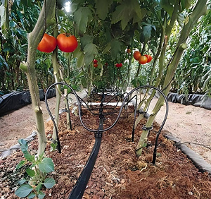 Free Design Cocoa Tree <strong>Irrigation</strong> Kit Center Pivot <strong>Irrigation</strong> System 1000m <strong>Drip</strong> <strong>Irrigation</strong> Kit for Garden - Product Image 6