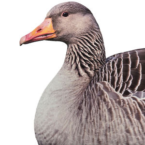 आउटडोर शिकार फ्लैट्स कैनाडा मानक सिल्हूट - Product Image 4