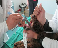 Appareil d'urgence d'anesthésie animale vétérinaire Source de lumière LED Intubation Vet Ampoule Laryngoscope pour animal de compagnie