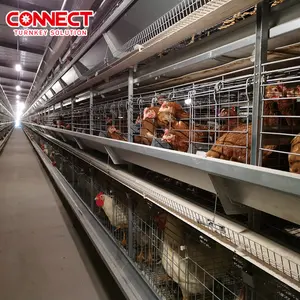 Équipement de ferme avicole HDG système d'alimentation de cage de volaille automatique poulailler batterie cage d'éleveur de couche de poulet pour l'alimentation de ferme