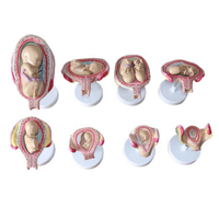 Modelo anatómico de Desarrollo Gestacional Fetal de ciencia médica DARHMMY BOU/JS-414