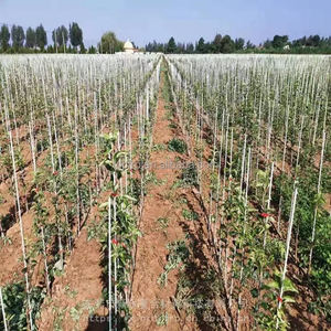 ก้านเสาไฟเบอร์กลาส GRP มีความแข็งแรงสูงป้องกันการกัดกร่อน - Product Image 5