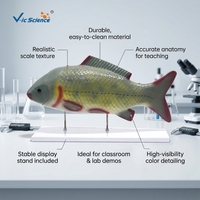 Modèle d'anatomie interne de poisson grandeur nature pour l'enseignement de la zoologie avec systèmes respiratoire et circulatoire