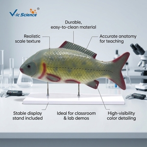 Modelo de Anatomía Interna de Pez a Tamaño Real para la Enseñanza de Zoología con Sistemas Respiratorio y <span class=keywords><strong>Circulatorio</strong></span> - Product Image 1