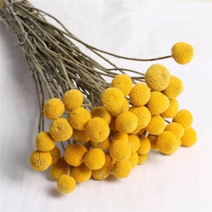 Ramo de flores para decoración de boda, guirnalda de Navidad, Bola de flores secas, crasdica, bolas amarillas, <span class=keywords><strong>Billy</strong></span>, flores secas - Product Image 4