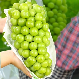 <span class=keywords><strong>Uva</strong></span> Shine Muscat Sin Semillas de Nueva Cosecha, Pulpa Crujiente, Calidad Premium, <span class=keywords><strong>Uva</strong></span> Sunshine Rose para Supermercado - Product Image 6