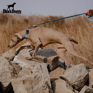 Collier en polyester pour laisse de marche pour chien avec rubans à rayures classiques imperméables personnalisés à dégagement rapide - Product Image 5