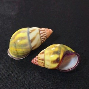 Conchas de concha pulidas de marfil natural Colección de especímenes de zurdos amarillos Cangrejo ermitaño Peces de repuesto para paisajismo - Product Image 6