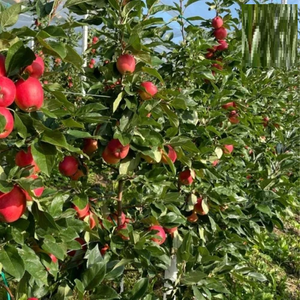 Sistema de Enrejado con Red Antigranizo para Huertos de Manzanas y Peras, Estructura de Soporte Duradera de Alta Resistencia con Protección UV - Product Image 6