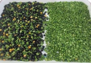 99.9% सटीकता और 6000-8000 kg/h क्षमता के साथ बीज उद्योग के लिए वेनेयाओ सीसीडी कैमरा उच्च गति रंग और आकार सॉर्टर - Product Image 3