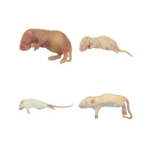 อาหารหนูอบแห้งสำหรับงูหลาม งูบัว นกเหยี่ยว และนกฮูก ที่ได้มาตรฐานการผลิต - Product Image 1