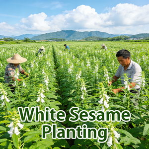 <span class=keywords><strong>Olio</strong></span> di <span class=keywords><strong>Sesamo</strong></span> Naturale all'Ingrosso per Uso Culinario, <span class=keywords><strong>Olio</strong></span> di Semi di <span class=keywords><strong>Sesamo</strong></span> 100% Puro e Biologico 8008-74-0 per Cura della Pelle - Product Image 5