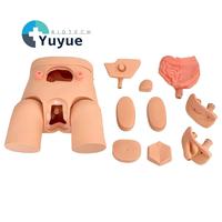Modelo de Entrenamiento Desmontable para Cadera y Torso con Órganos Masculinos y Femeninos Intercambiables, para Práctica de Cateterismo