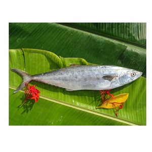 ปลาแมคเคอเรลคิงฟิชแช่แข็งคุณภาพดีขาย - Product Image 1