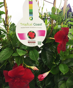 Etichetta di Plastica <span class=keywords><strong>per</strong></span> Le <span class=keywords><strong>Piante</strong></span> di Fiori Marcatore Appeso Tag - Product Image 6