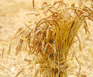 <strong>Best</strong> Price Bulk <strong>Wheat</strong> <strong>Germ</strong> Extract 0.2% Spermidine Spermidine <strong>Wheat</strong> <strong>Germ</strong> Extract Powder <strong>Fermented</strong> <strong>Wheat</strong> <strong>Germ</strong> Extract - Product Image 2