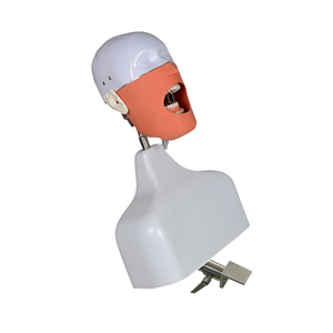 Modelo de Educación Dental: Maniquíes de Cabeza y Torso para Práctica y Entrenamiento Odontológico - Product Image 2