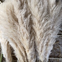 Herbe de la Pampa Séchée Naturelle Grande et Moelleuse, Beige Blanc, Décoration de Mariage Bohème, Vente en Gros