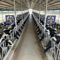 Estribo de alimentación para vacas de doble fila con diseño simétrico, que ahorra espacio, para granjas lecheras