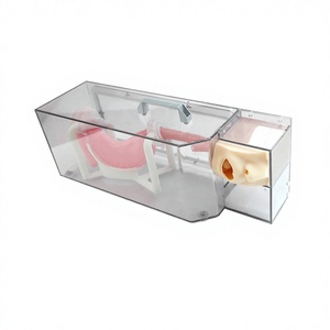 Modelo de Entrenamiento para Gastroscopia B ES001-S2: Epigloto, Tráquea, Esófago, <span class=keywords><strong>Cardia</strong></span>, Píloro, Duodeno, Polipo, Úlcera, Lesiones, Endoscopia - Product Image 1