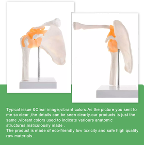 Modelo Anatómico de Articulación del <span class=keywords><strong>Hombro</strong></span> <span class=keywords><strong>Humano</strong></span> con Ligamentos - Modelo de Hueso para Ciencias Médicas en Material PVC - Product Image 4