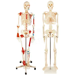 의학 과학 의학 해부학 인간적인 플라스틱 해골 모형 180cm 85cm 인간적인 해골 모형