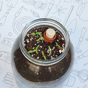 Kit de jarrón de cristal de <span class=keywords><strong>maceta</strong></span> de terracota de riego automático para cultivar tomates <span class=keywords><strong>cherry</strong></span> para el hogar de los niños, guardería, centros comerciales, uso del suelo bueno - Product Image 2